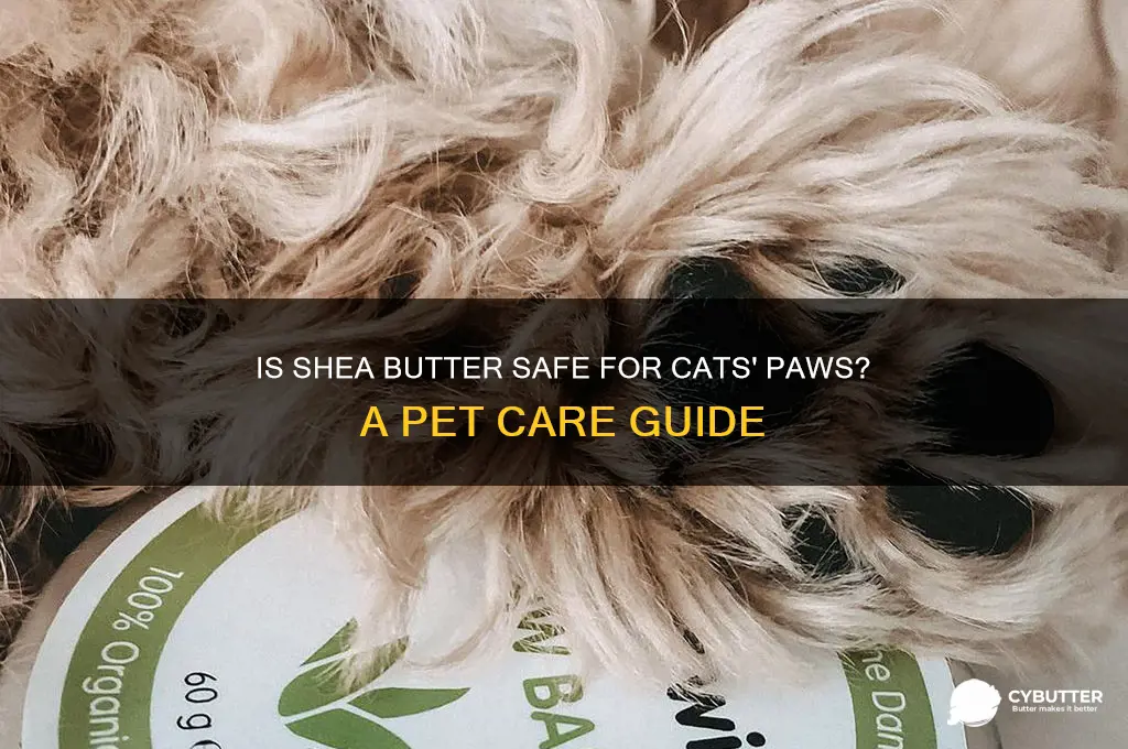 is shea butter good for cats paws