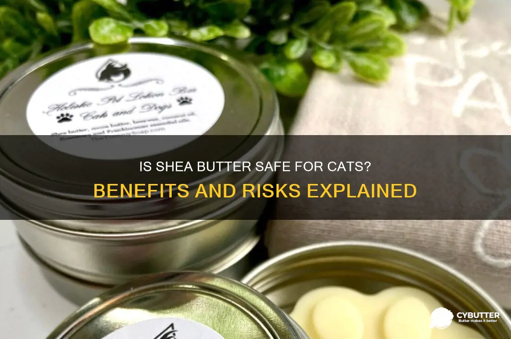 is shea butter good for cats