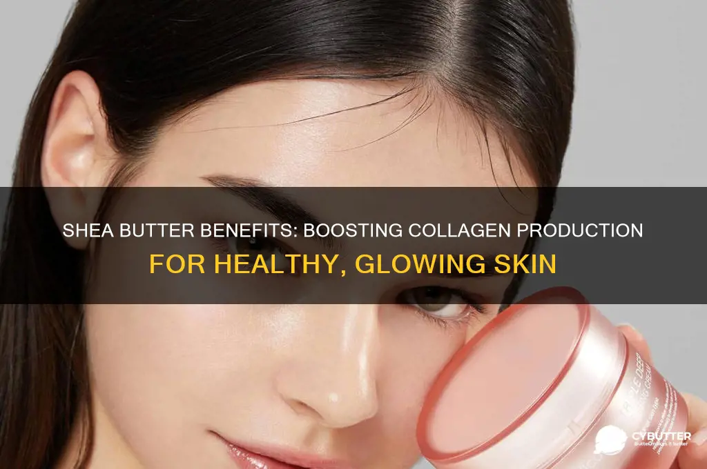 is shea butter good for collagen