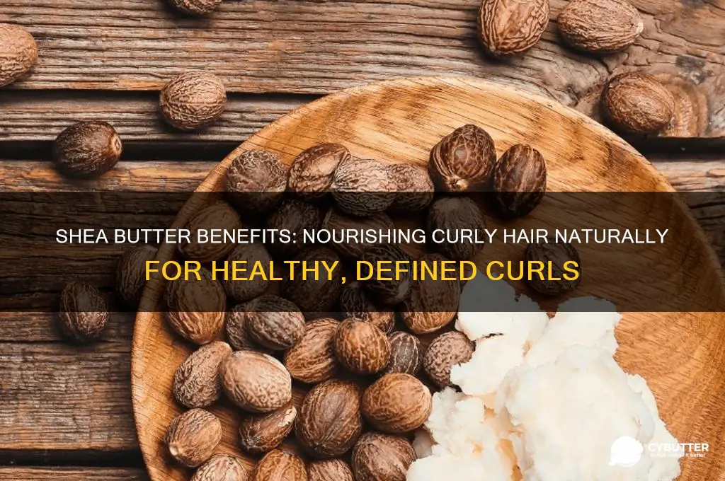 is shea butter good for curly hair