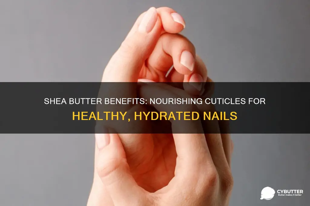 is shea butter good for cuticles