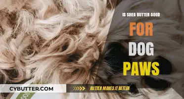 Shea Butter for Dog Paws: Benefits, Safety, and Application Tips