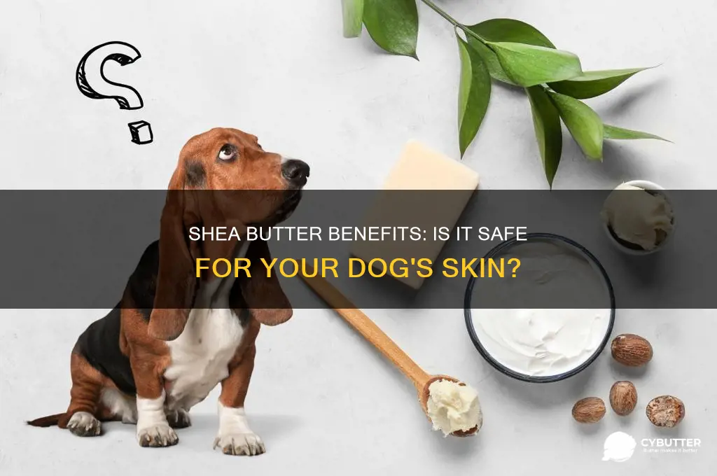 is shea butter good for dog skin