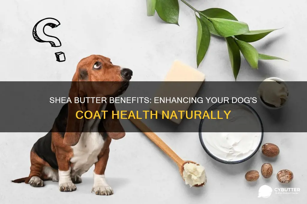 is shea butter good for dogs coat