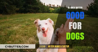 Is Shea Butter Safe for Dogs? Benefits and Risks Explained