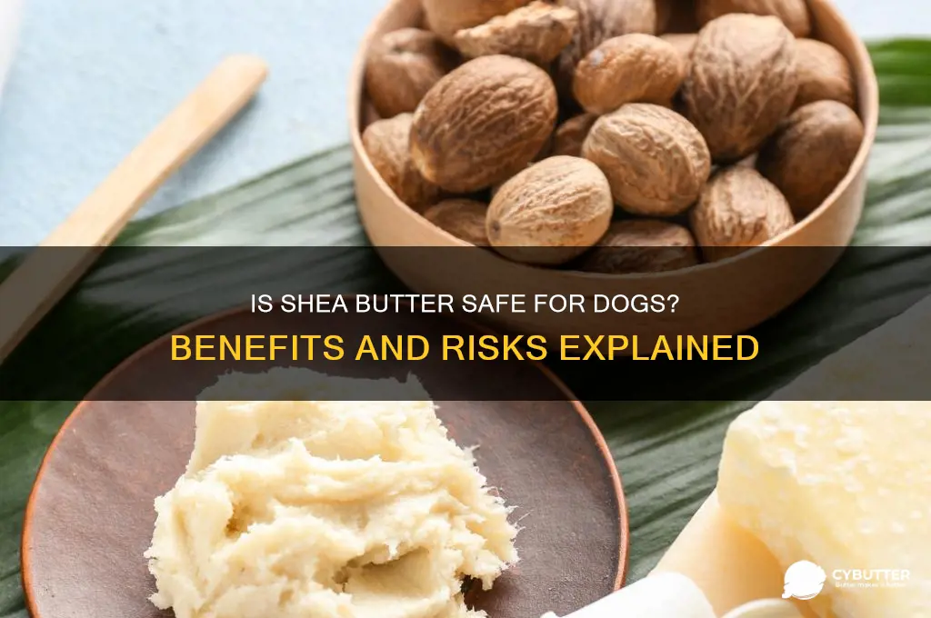 is shea butter good for dogs