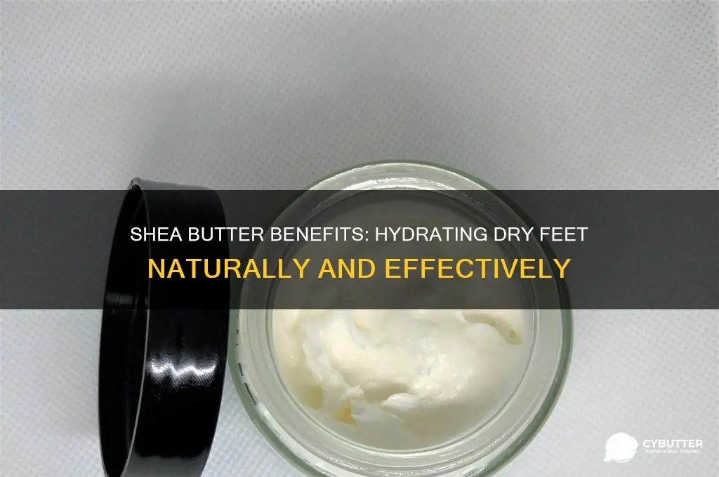 is shea butter good for dry feet