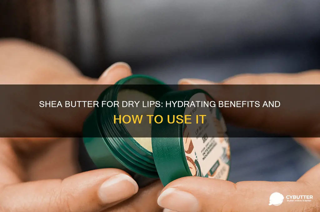 is shea butter good for dry lips