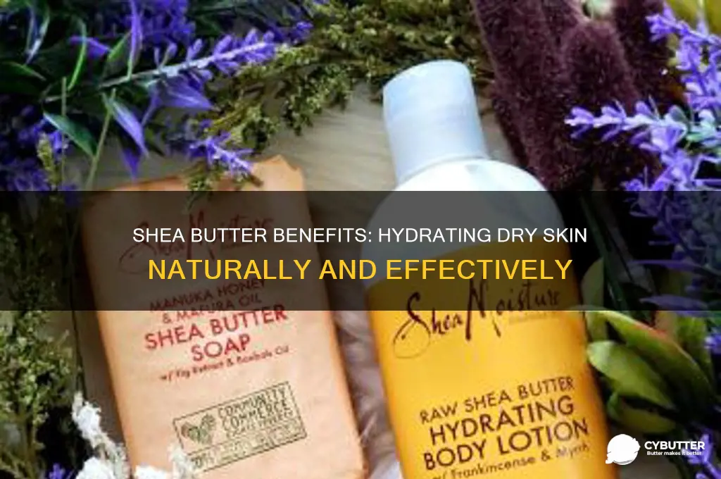 is shea butter good for dry skin