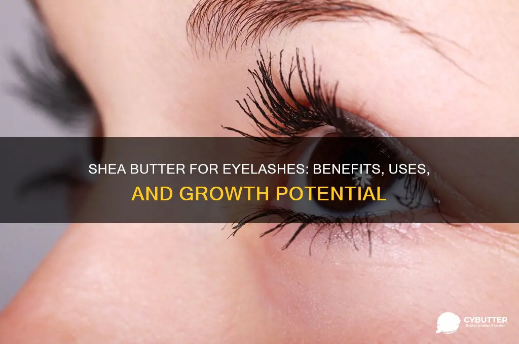 is shea butter good for eyelashes