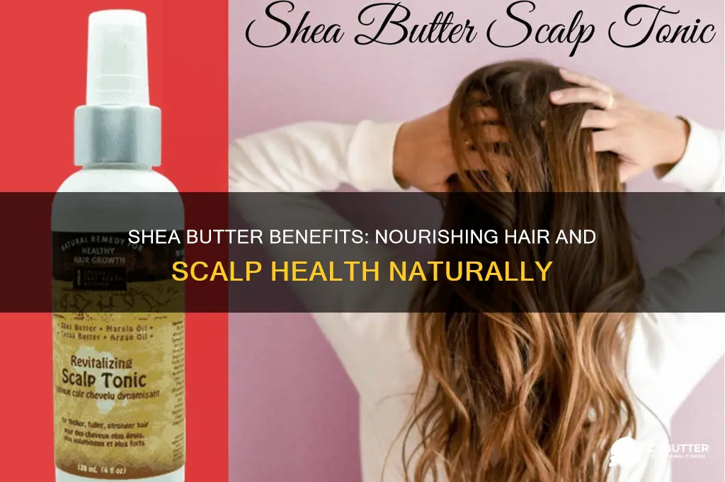 is shea butter good for hair and scalp