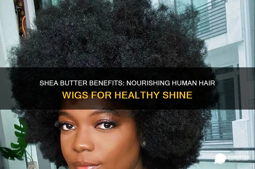 is shea butter good for human hair wig