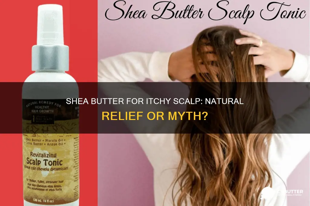 is shea butter good for itchy scalp
