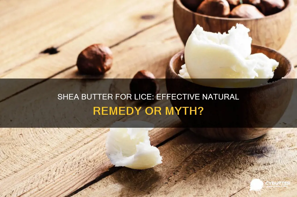 is shea butter good for lice