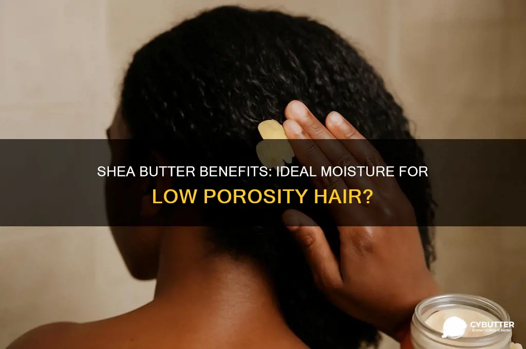 is shea butter good for low porosity