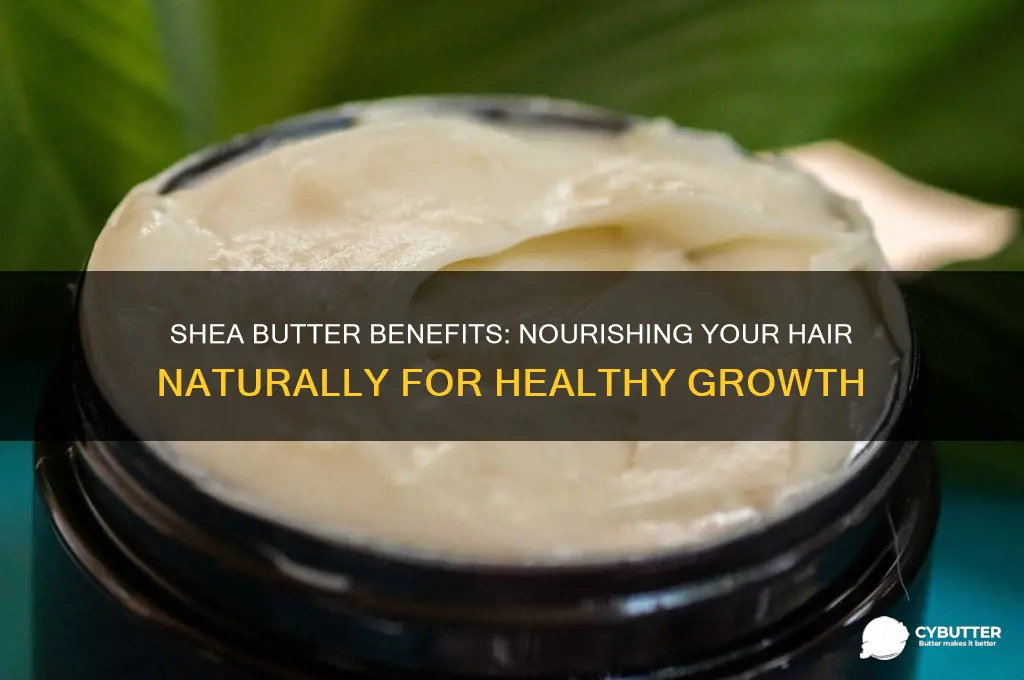 is shea butter good for your hair