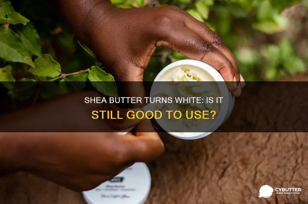 is shea butter still good if it turns white
