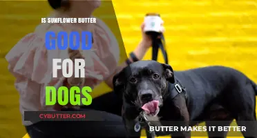 Is Sunflower Butter Safe for Dogs? Benefits and Risks Explained