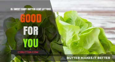 Sweet Baby Butter Leaf Lettuce: Nutritional Benefits and Health Impact