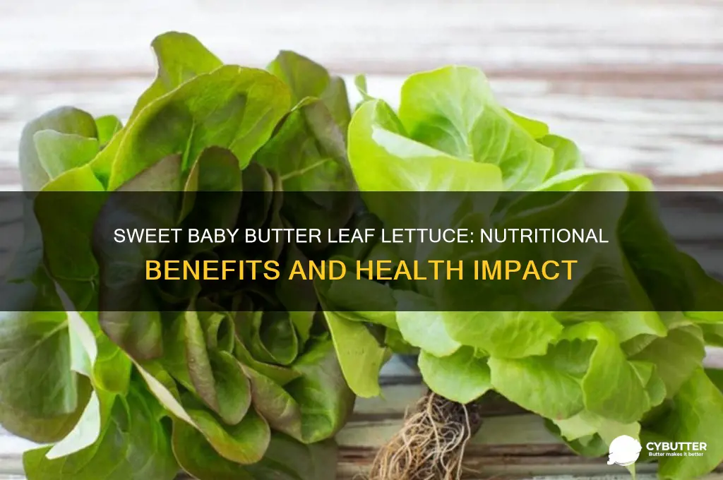 is sweet baby butter leaf lettuce good for you