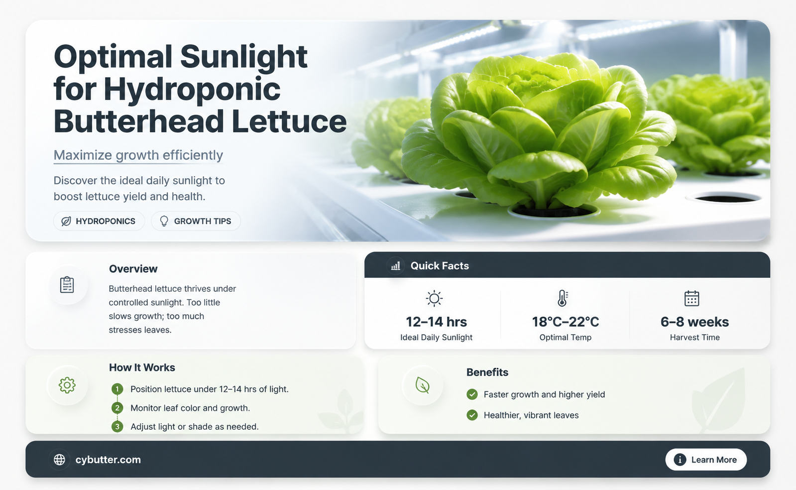 how long should butter head lettuce get sun light hydropunically
