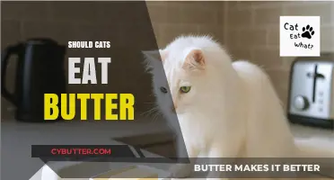 Feline Diet Dilemma: Is Butter a Purr-fect Treat for Cats?