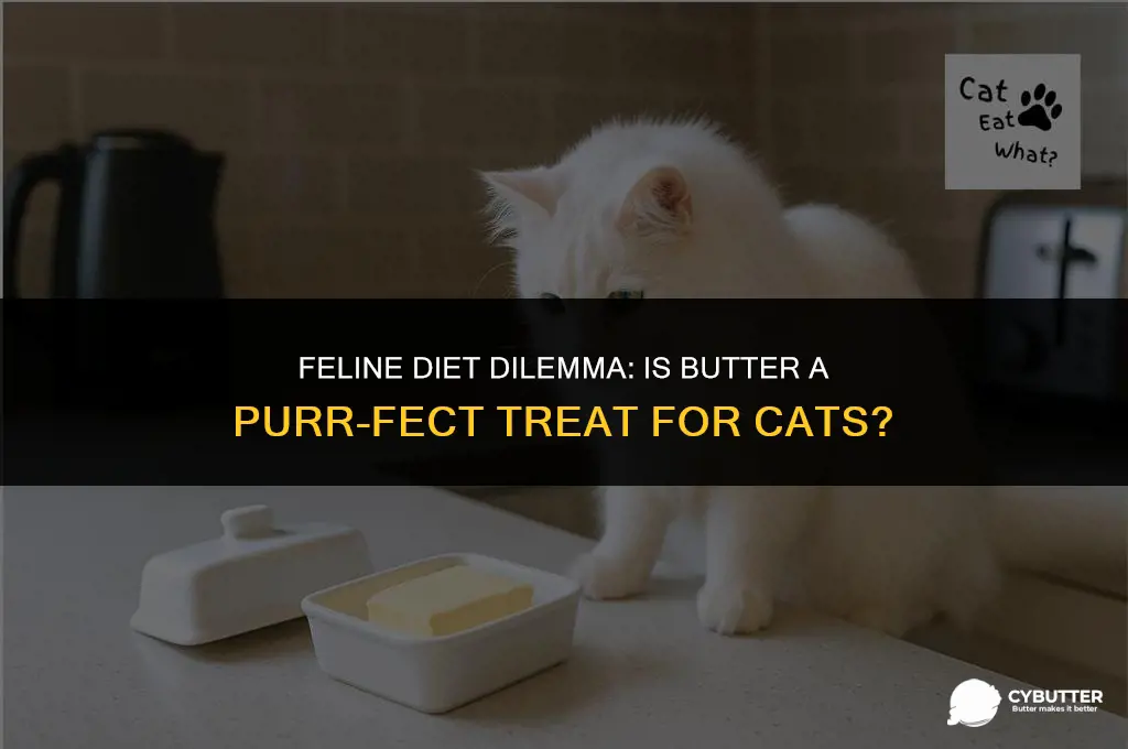 should cats eat butter