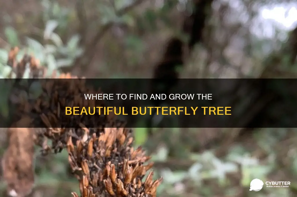 were to get butter fly tree