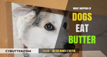 Butter Beware: The Surprising Effects on Your Canine Companion