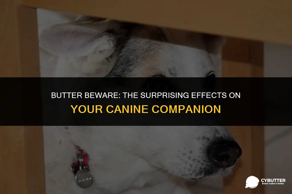 what happens if dogs eat butter