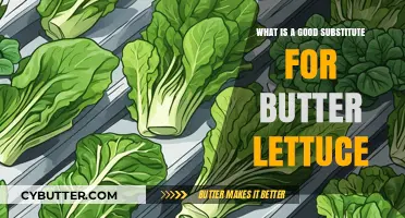Fresh Alternatives: Best Substitutes for Butter Lettuce in Salads