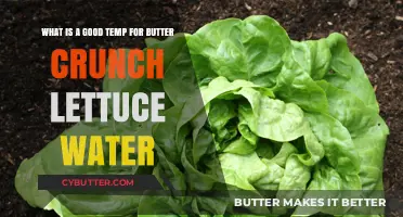 Optimal Temperature for Butter Crunch Lettuce Water: A Guide