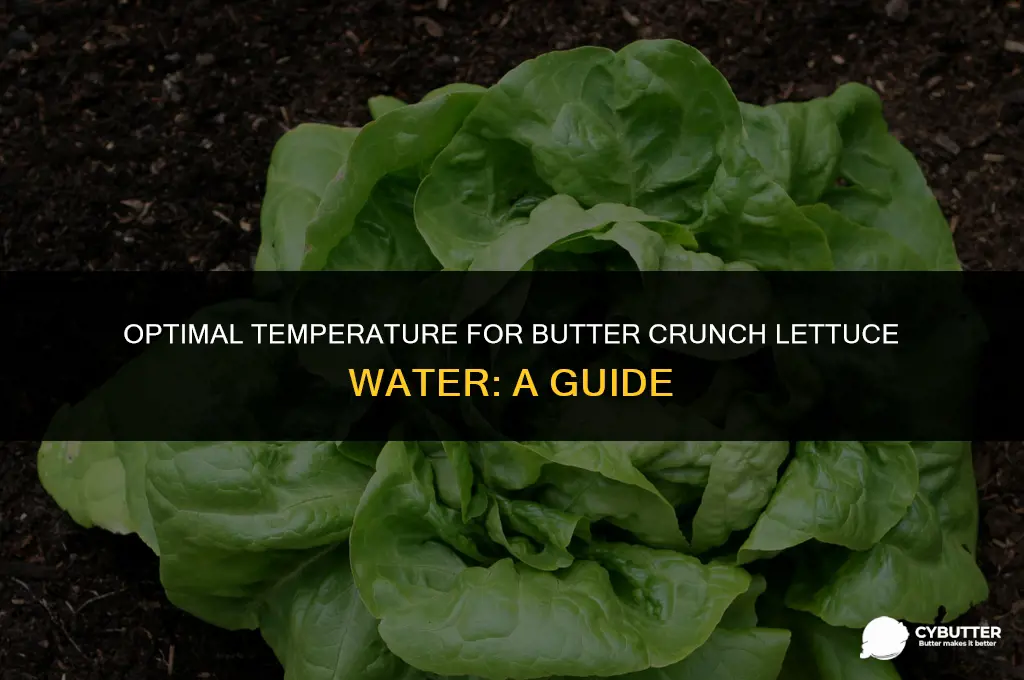 what is a good temp for butter crunch lettuce water