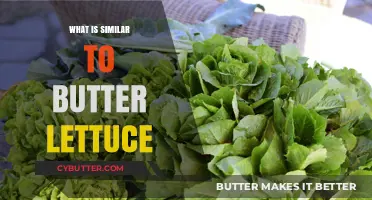 Leafy Greens Like Butter Lettuce: A Tasty Comparison