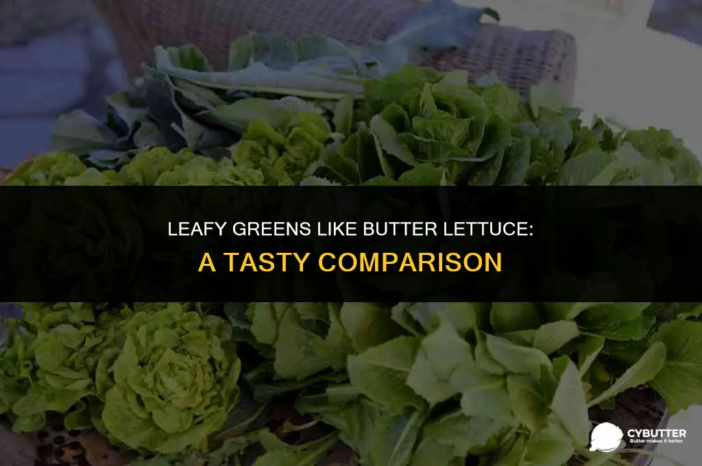 what is similar to butter lettuce