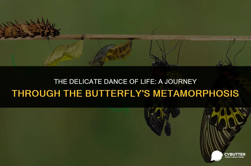 what is the butter fly life
