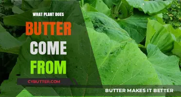 From Plant to Plate: The Surprising Origins of Butter