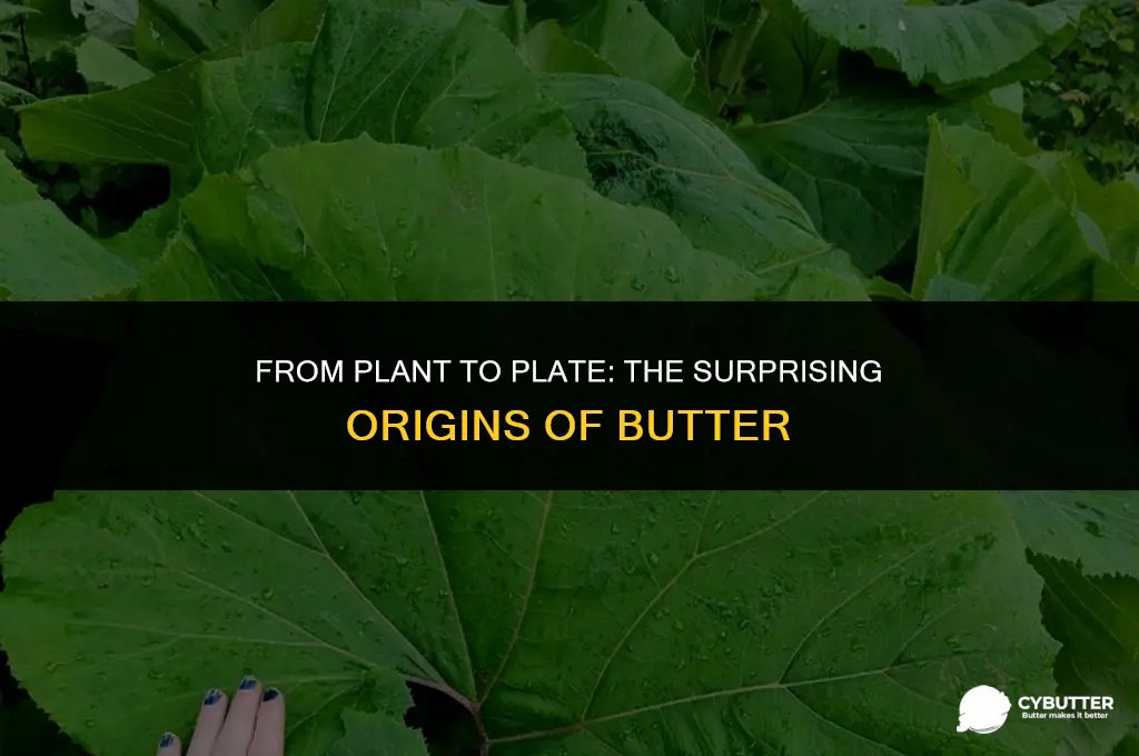 what plant does butter come from