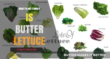 Exploring the Origins: What Plant Family Does Butter Lettuce Belong To?