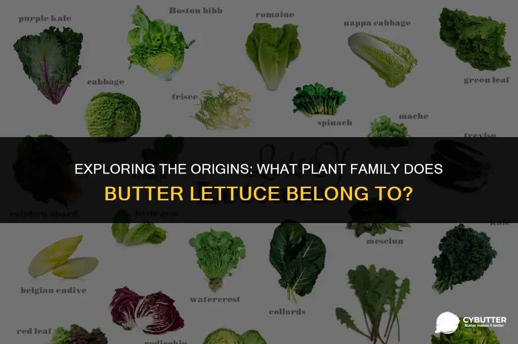 what plant family is butter lettuce