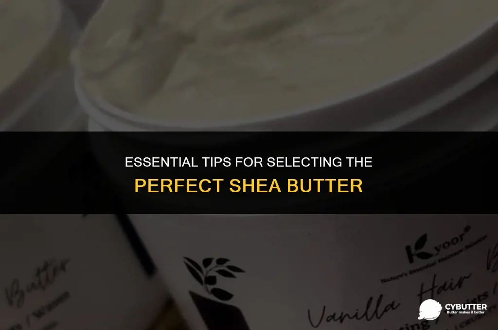 what to look for when buying shea butter