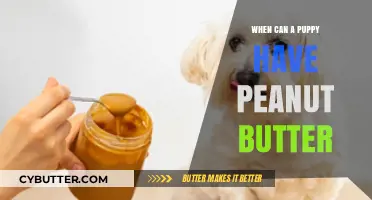 Peanut Butter for Puppies: When Is It Safe to Introduce?