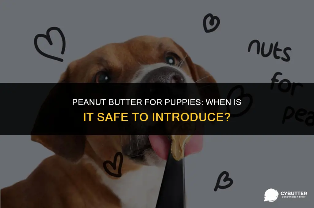 when can puppies eat peanut butter