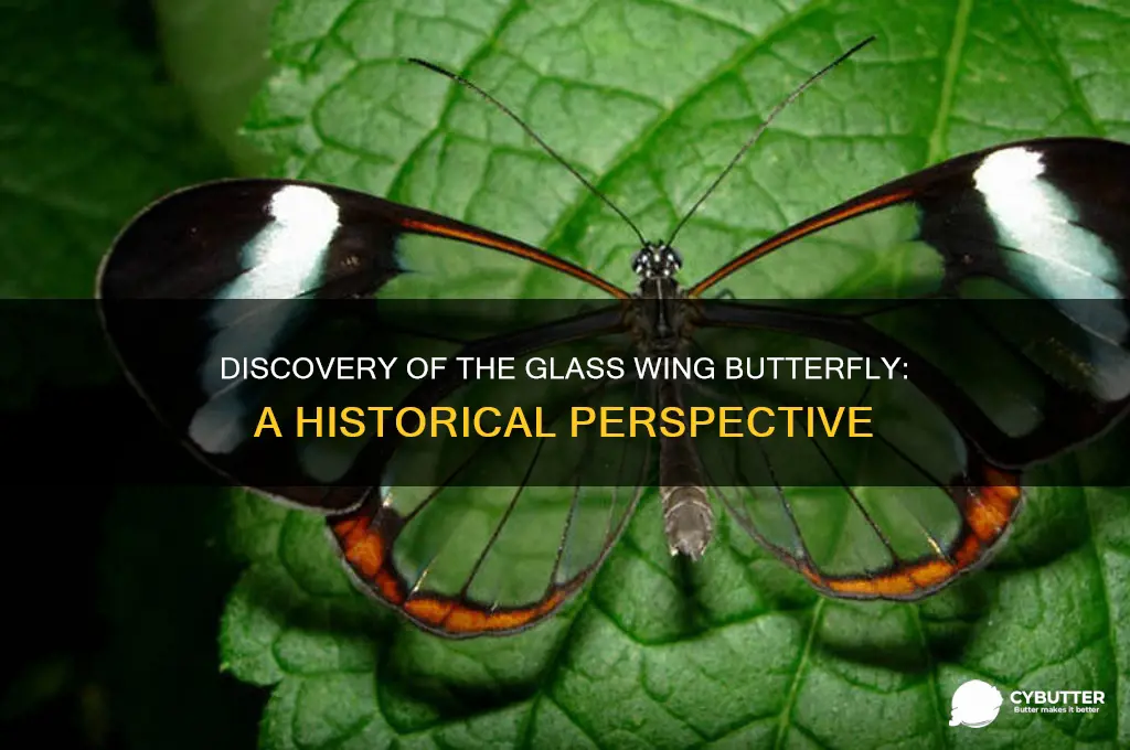 when did the glass wing butter fly first get discovered
