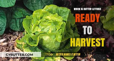 Harvesting Butter Lettuce: Signs of Readiness and Optimal Timing