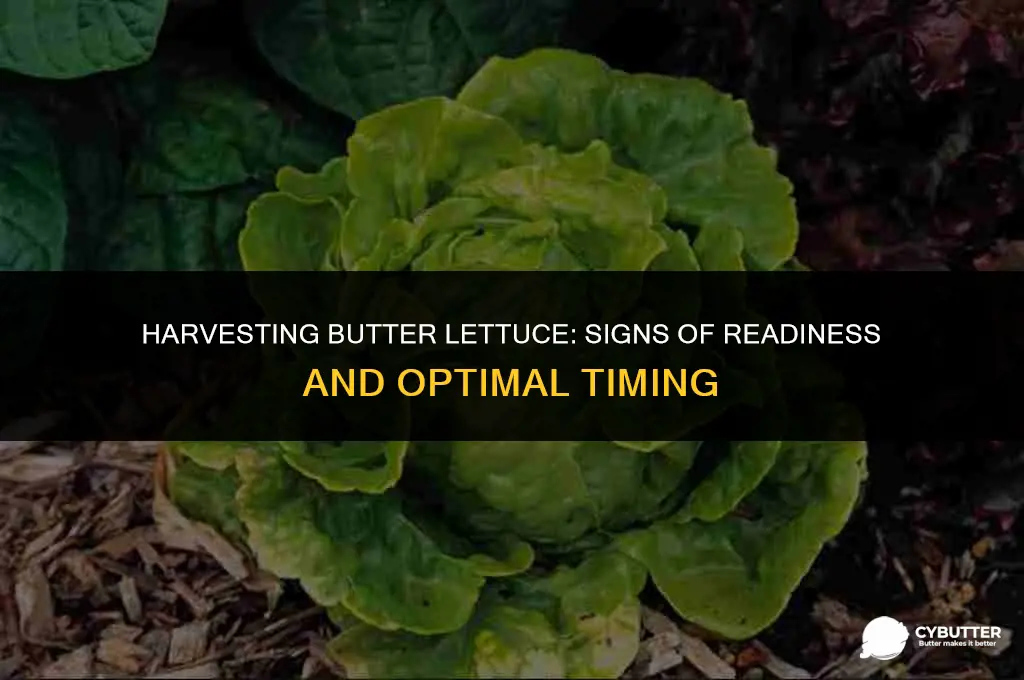 when is butter lettuce ready to harvest