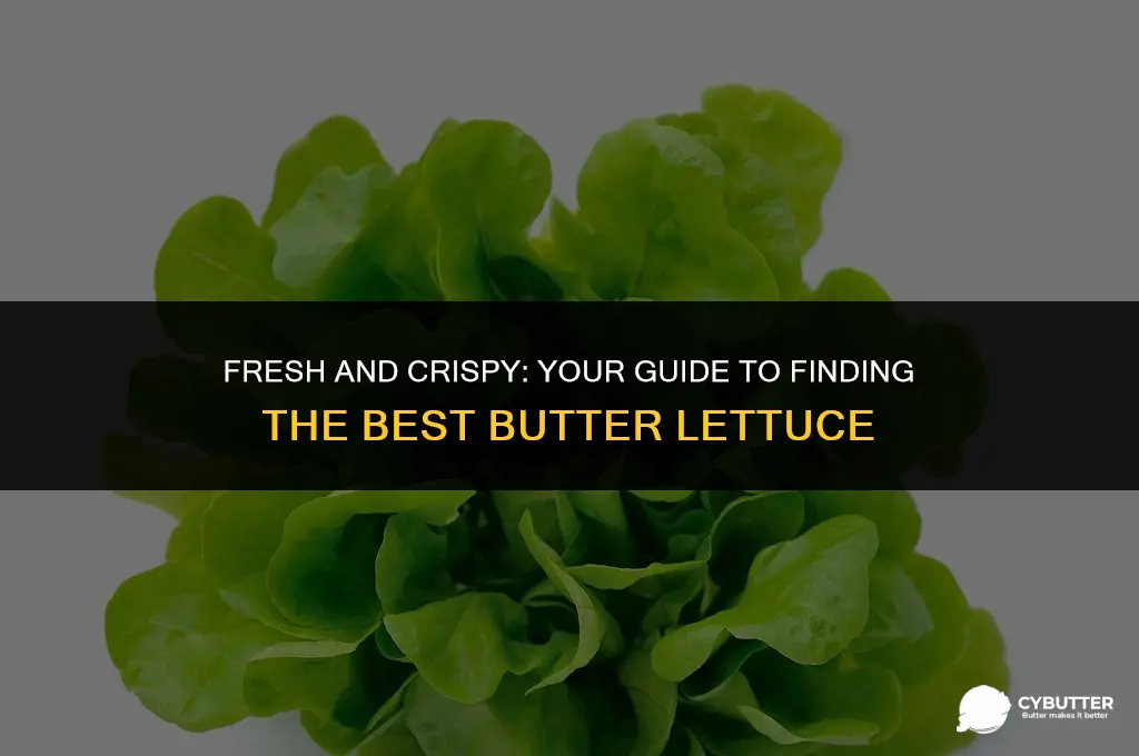 where can i buy butter lettuce