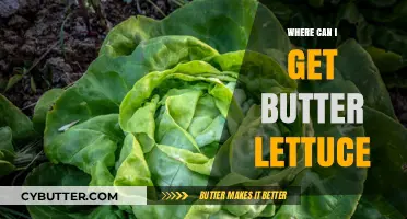 Where to Find Fresh Butter Lettuce: Best Sources and Tips