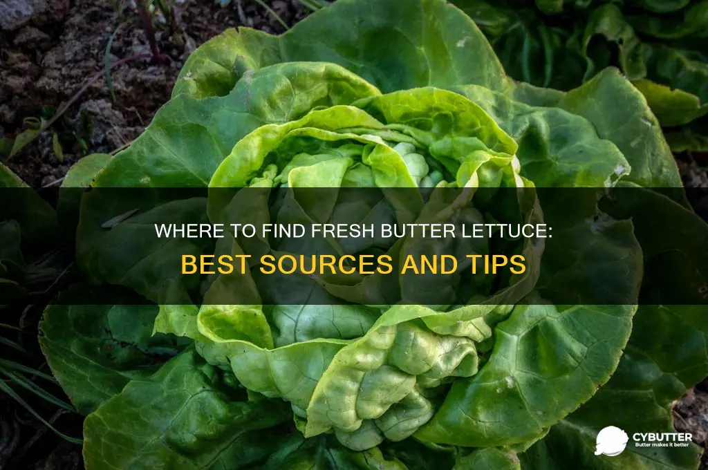 where can i get butter lettuce