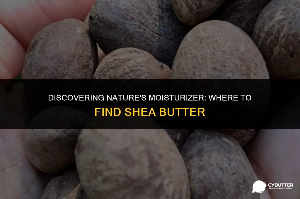 where can you find shea butter